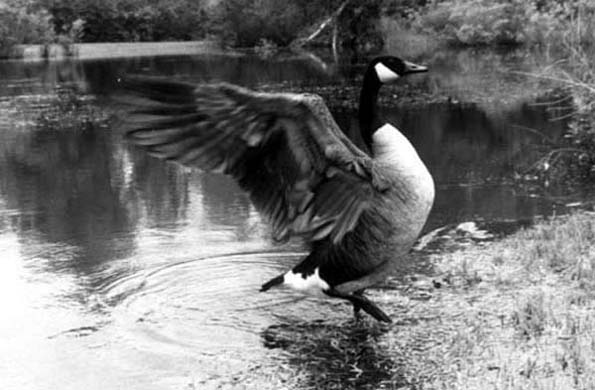 canadian goose