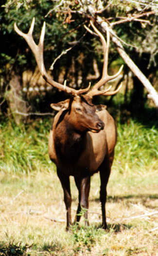 elk