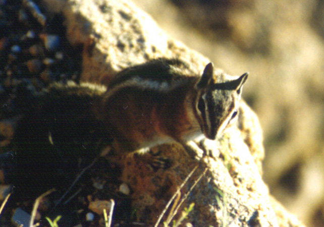 chipmunk