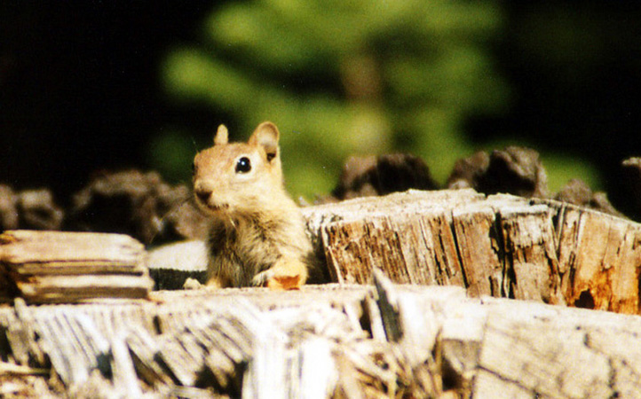 chipmunk