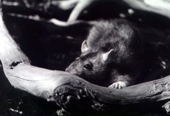 rat