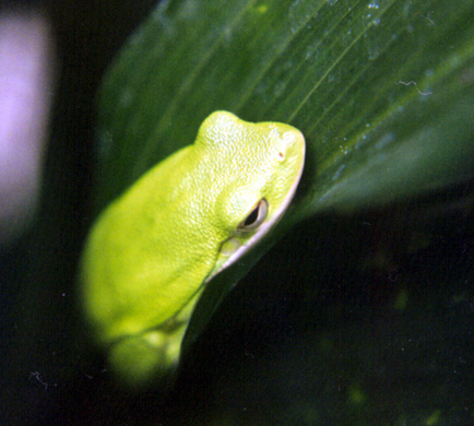 tree frog