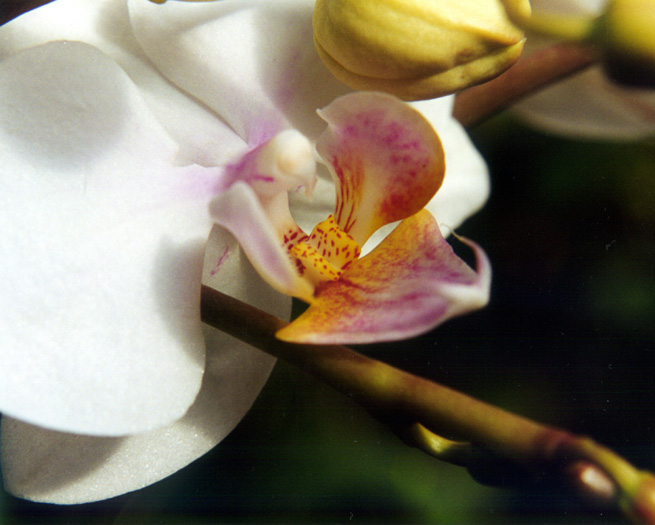 orchid