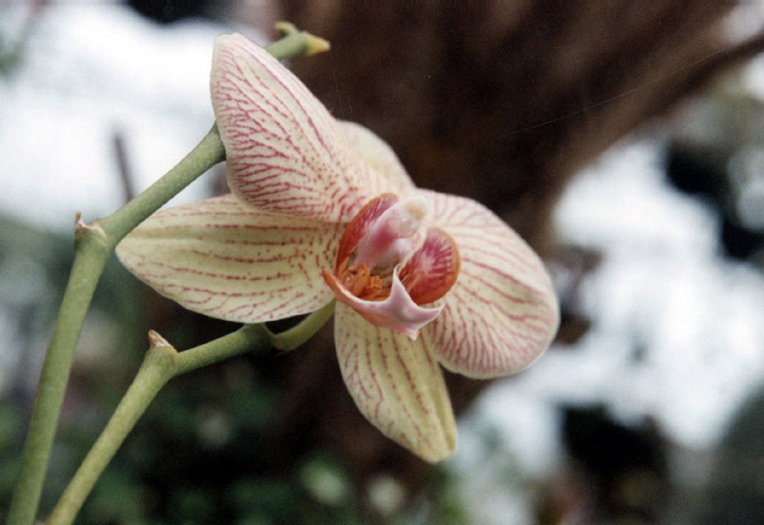 orchid