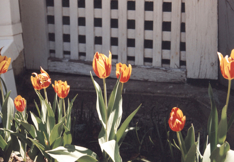 tulips