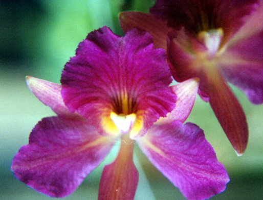 orchids