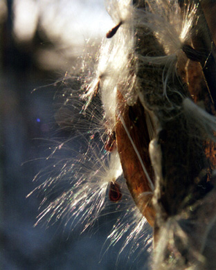milkweed