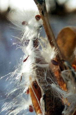 milkweed