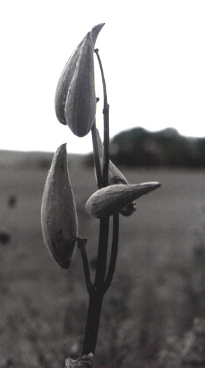 milkweed
