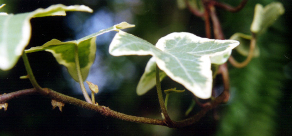 ivy