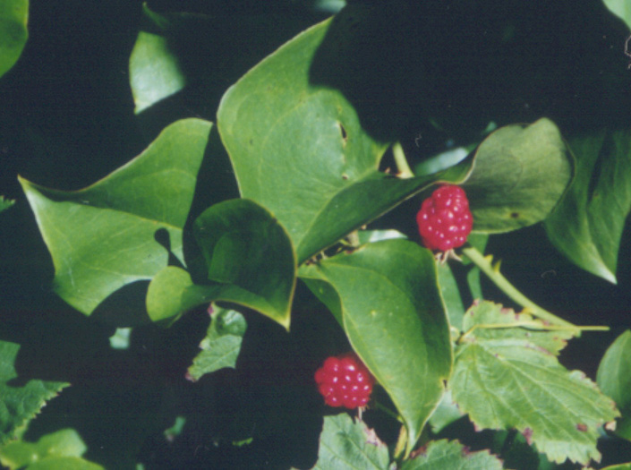 rasberries