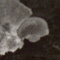 fungus