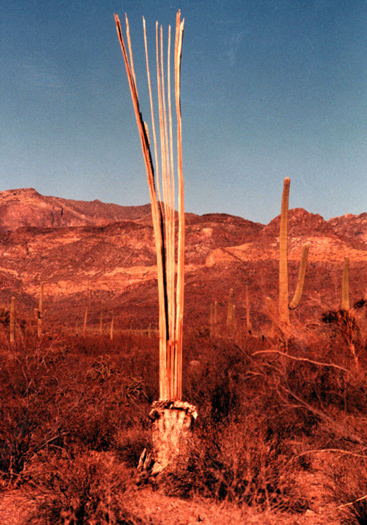 organ pipe nat'l monument
