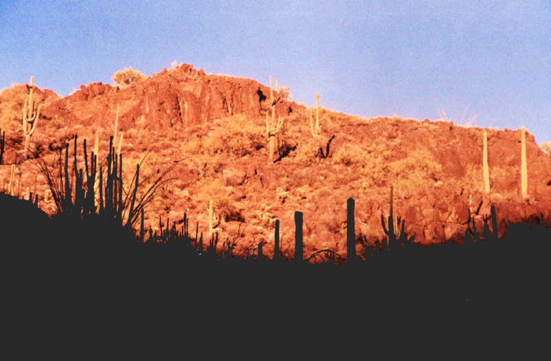 organ pipe nat'l monument