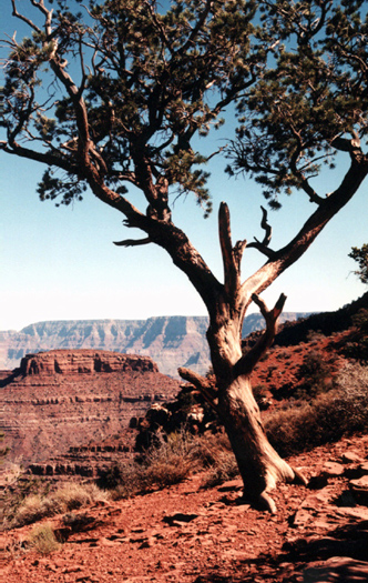 grand canyon nat'l park