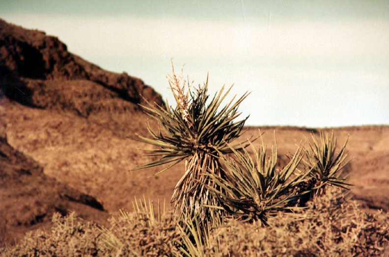 mojave nat'l preserve