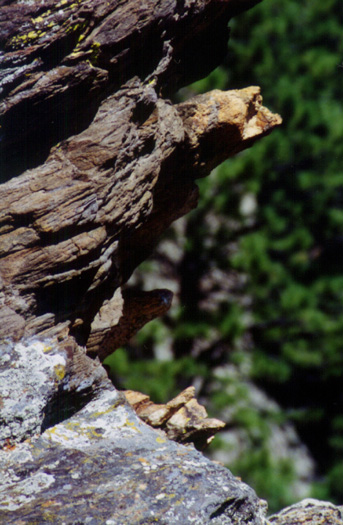 black hills nat'l forest